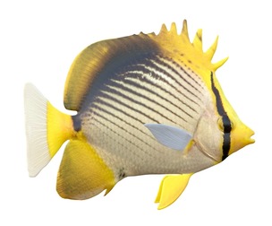 Black Backed Butterfly fish