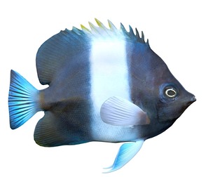 Black Pyramid Butterfly fish