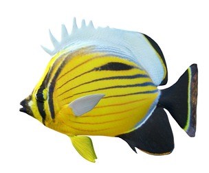 Black Tail Butterfly fish
