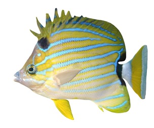 Blue Srtiped Butterfly fish