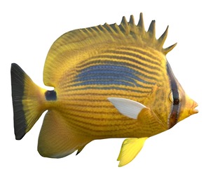 Blueblotch Butterfly fish