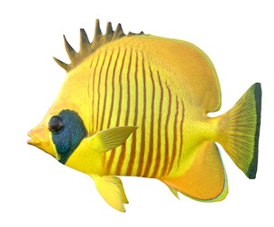Bluecheek butterfly fish