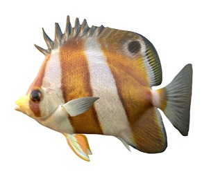 Brown Banded Butterfly fish