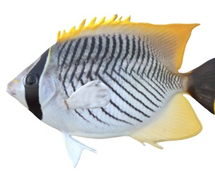 Chevron Butterfly fish