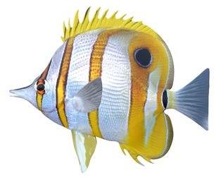 Copper banded Butterfly fish