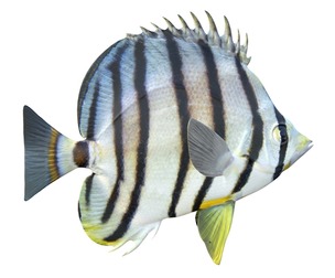 Eight banded Butterfly fish