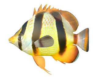 Four Banded Butterfly fish