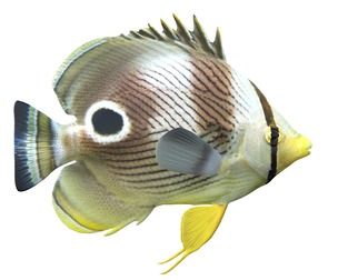 Four Eye Butterfly fish