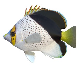 Hawaiian Tinkers Butterfly fish