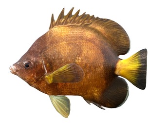 Japanese Butterfly fish