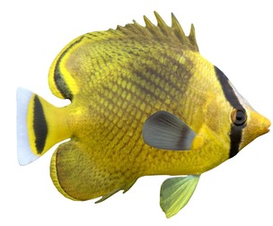 Latticed Butterfly fish