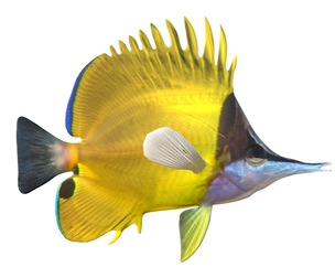 Longnose Butterfly fish