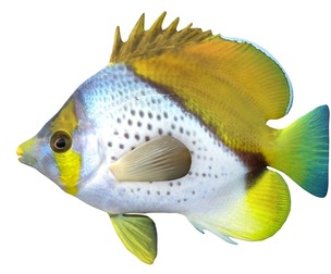 Marquesas Butterfly fish