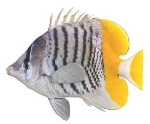Mertens Butterfly fish