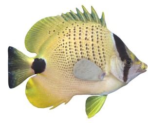 Milletseed Butterfly fish