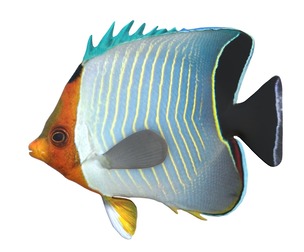 Orange Face Butterfly fish