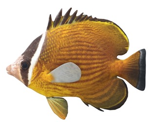 Oriental Butterfly fish