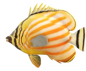 Ornate Butterfly fish
