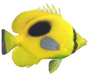 Oval Spot Butterfly fish