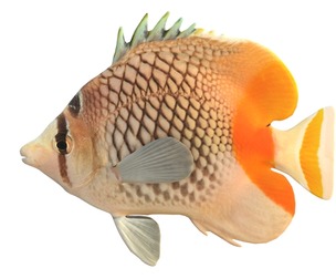 Pearlscale Crosshatch Butterfly fish