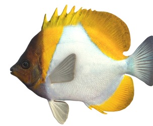 Pyramid Butterfly fish