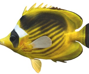 Raccoon Diagonal Butterfly fish