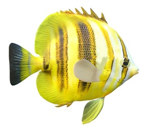 Rainford's Butterfly fish
