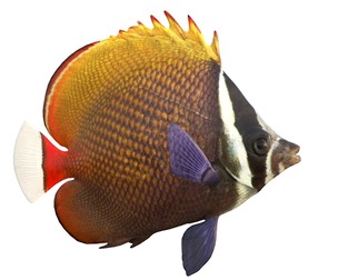 Red Tail Butterfly fish