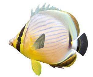 Redfin Butterfly fish