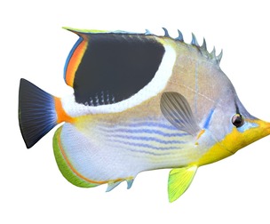 Saddle Butterfly fish
