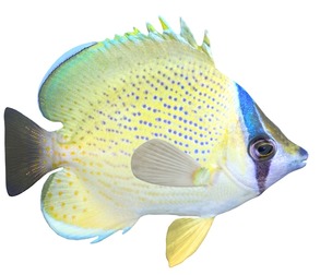 Speckled Butterfly fish