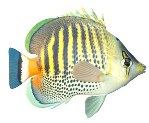 Spot Band Butterfly fish