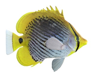 Spot Tail Butterfly fish