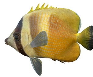 Sun Burst Klein's Butterfly fish