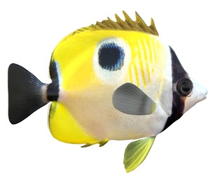 Teardrop Butterfly fish