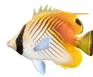Threadfin Auriga  Butterfly fish