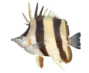 Twin Butterfly fish
