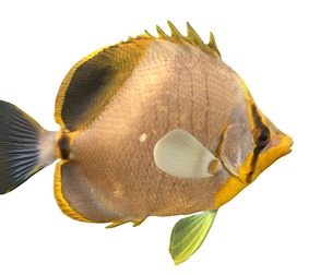 Yeallow Head Butterfly fish