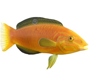 Canary Wrasse fish