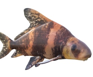 Chinese Hi Fin Banded Shark