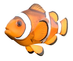 Clown fish