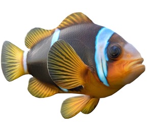 Clown fish Allardi