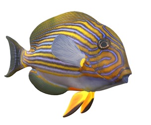 Clown Tang fish