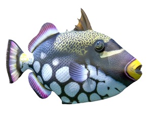 Clown Trigger fish