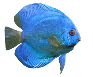 Blue Diamond Discus fish