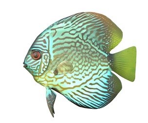 Cobalt Discus fish