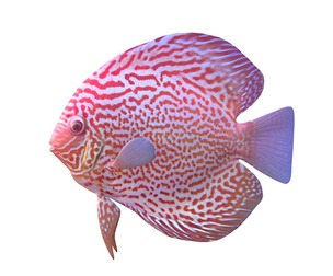 Gold Leopard Discus fish