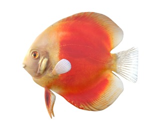 Orange Discus fish
