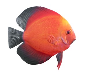 Red Discus fish