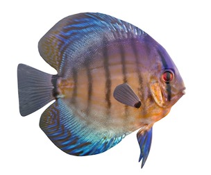 Red Eye Discus fish